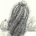 Monk Hood Cactus